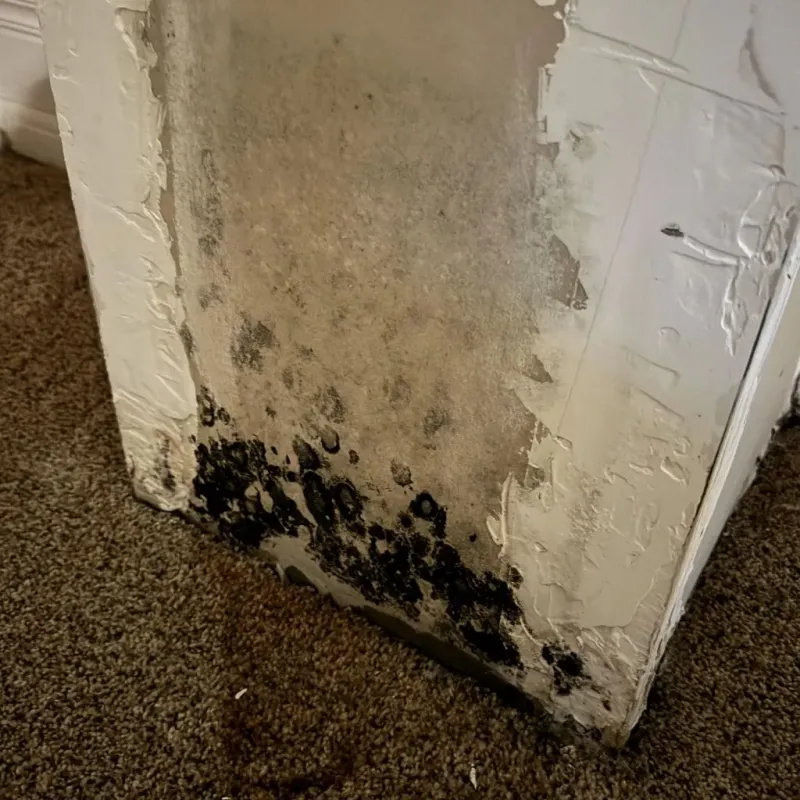 Professional Mold Removal in Sumter County, AL